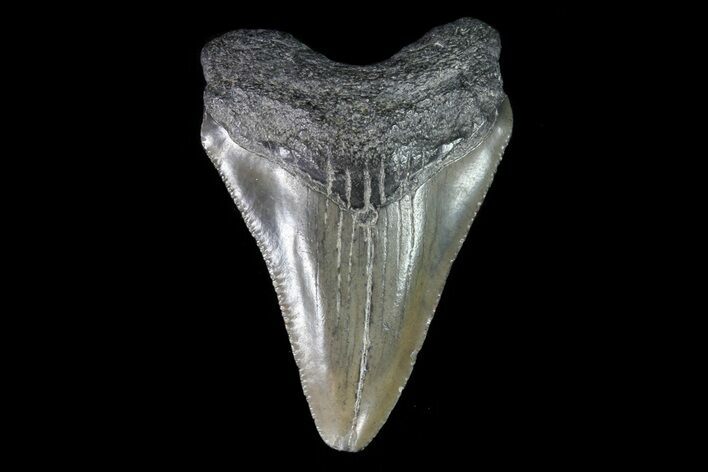 Juvenile Megalodon Tooth - Georgia #75393
